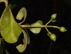 Clusia ellipticifolia