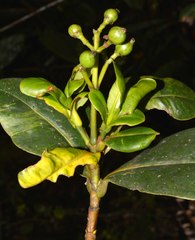 Clusia ellipticifolia