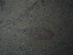 Arnoglossus