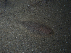Arnoglossus