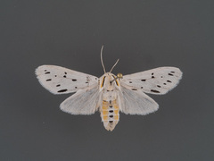 Ectypia bivittata