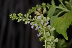 Ocimum americanum