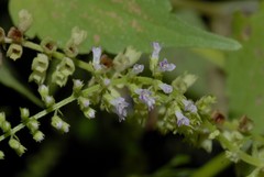 Ocimum americanum