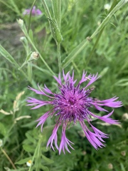 Centaurea scabiosa