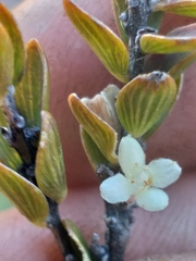 Lachnaea ruscifolia
