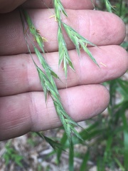 Bromus pubescens