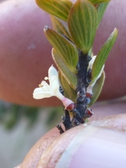 Lachnaea ruscifolia