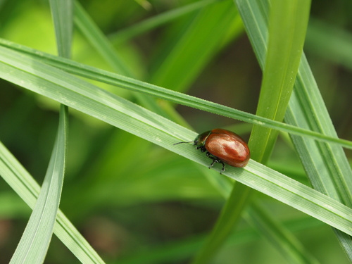 Knotgrass leaf beetle, Vreugderijkerwaard, 8042 Zwolle, Nederland, photo 10 of 10