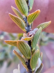 Lachnaea ruscifolia