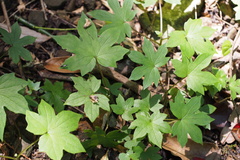 Parasenecio delphiniphyllus