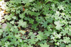 Parasenecio delphiniphyllus