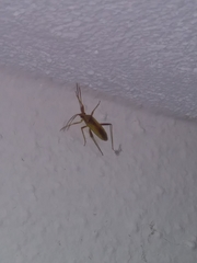 Creontiades rubrinervis