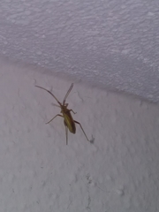 Creontiades rubrinervis