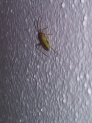 Creontiades rubrinervis