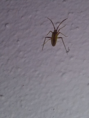 Creontiades rubrinervis