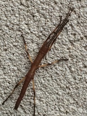 Anisomorpha