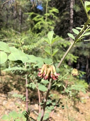 Hosackia crassifolia
