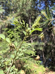 Hosackia crassifolia