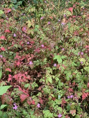 Geranium robertianum