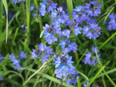 Veronica satureiifolia