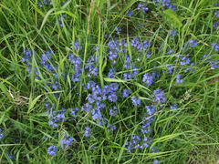 Veronica satureiifolia