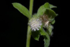 Blumea lacera lacera