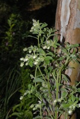Blumea lacera lacera