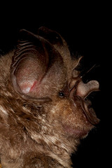 Rhinolophus hildebrandtii