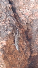 Sceloporus poinsettii