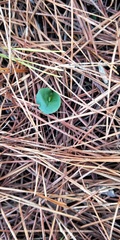 Corybas diemenicus