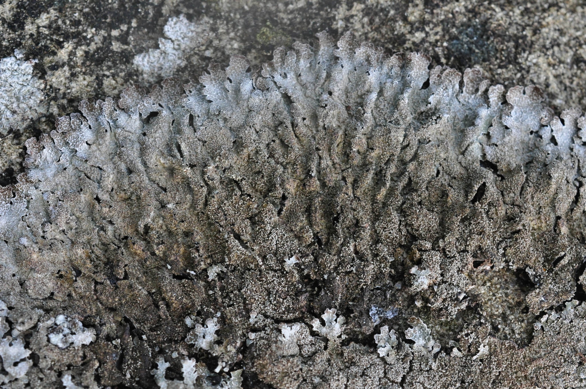 Parmelia image
