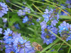 Veronica satureiifolia