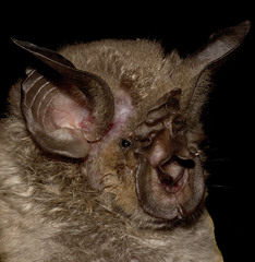 Rhinolophus hildebrandtii