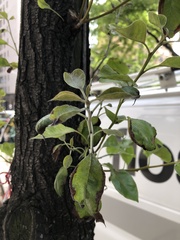 Podosphaera leucotricha