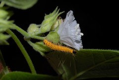 Jacquemontia paniculata