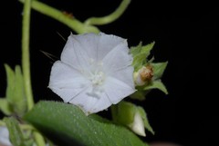 Jacquemontia paniculata