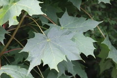 Acer platanoides