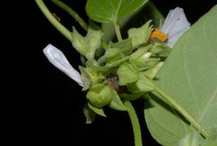 Jacquemontia paniculata