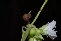 Jacquemontia paniculata