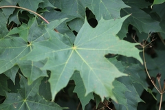 Acer platanoides