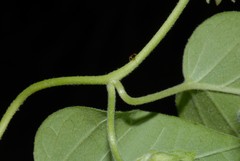 Jacquemontia paniculata