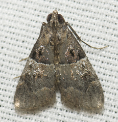 Pococera scortealis