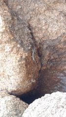 Sceloporus poinsettii