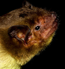 Scotophilus dinganii