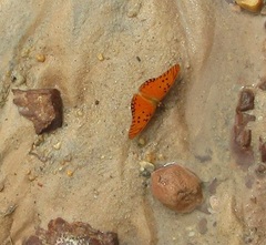 Dione vanillae