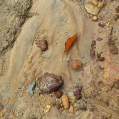 Dione vanillae