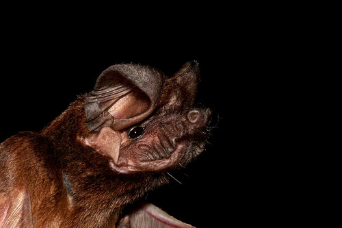 Ansorge's Free-tailed Bat (Mops ansorgei) — Least Concern Mammalia