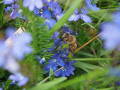 Veronica satureiifolia