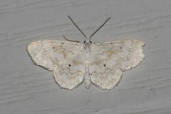 Idaea obfusaria