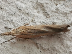 Crambidae